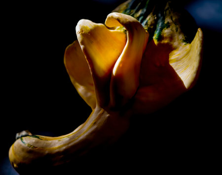 Close-up of yellow gourd on black background. Sections of the gourd translucent with dramatic shadows. Ugly gourd turns beautiful.の写真素材