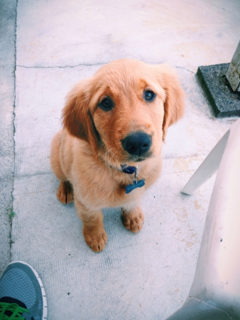 Golden retriever puppyの素材