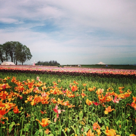 Tulip Festivalの素材