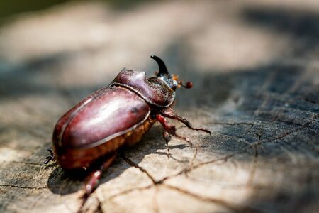Big brown beetle crawling on an old stump in the woods.の写真素材