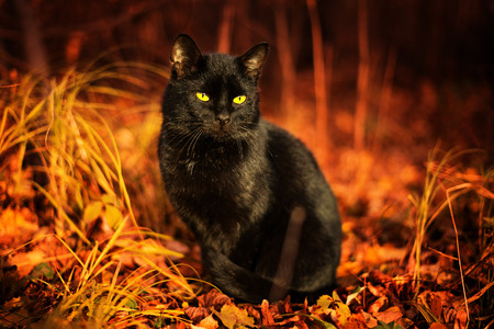 Black cat with yellow eyes sitting in the dry grass and leaves.の写真素材