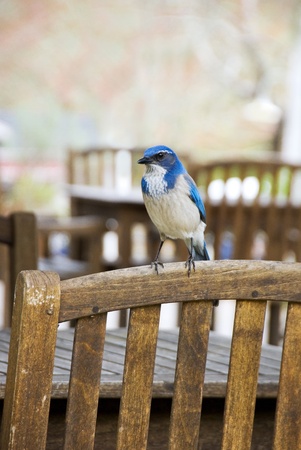 Bluebird resting on the back of a wooden chairの写真素材