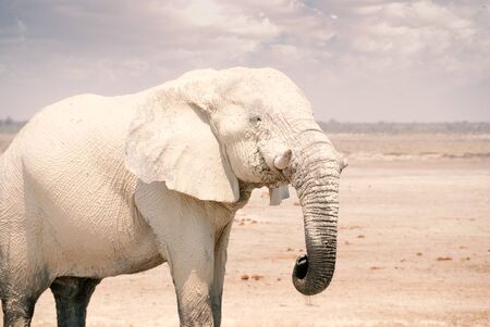 African elephant drinking from a watering hole in Etosha National Park in Namibiaの写真素材