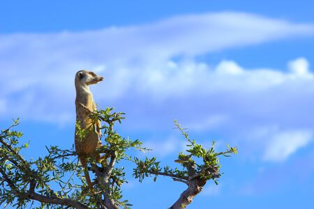A Meerkat  Suricata suricatta  adult on sentry duty at the top of a shepherds tree  の写真素材