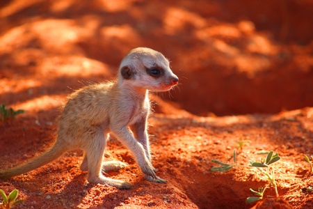 A Meerkat  Suricata suricatta  pup on the alert の写真素材