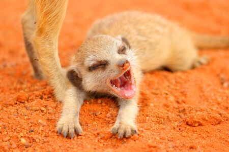 A Meerkat  Suricata suricatta  pup yawing as it lays on the red Kalahari sand の写真素材