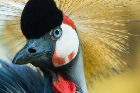 Wildlife photograph of an African Crowned Crane with a big, blue, staring eyeの写真素材