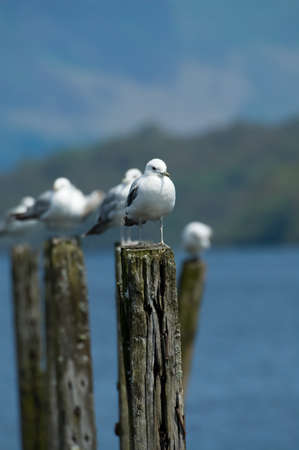 Seagulls sitting on the remains of an old wooden jetty at Loch Lomond, Scotland.の写真素材