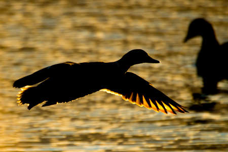 A duck in silhouette against the golden light on sunset.の写真素材