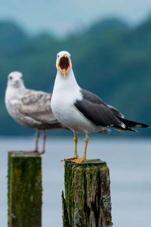 A noisey seagull squawks from it\'s perch.の写真素材
