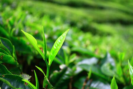 Young Tea Leafの写真素材