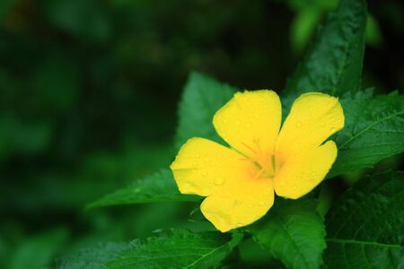 Yellow Fresh Flowerの写真素材