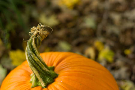 Pumpkin top with green stem.