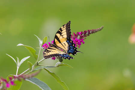 Swallowtail Butterfly on a Butterfly Bushの写真素材