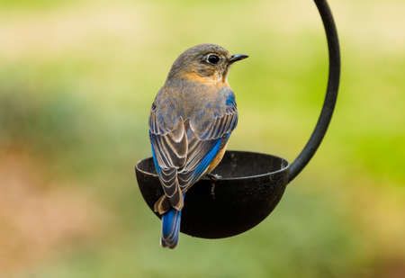 Male Eastern Bluebirdの写真素材