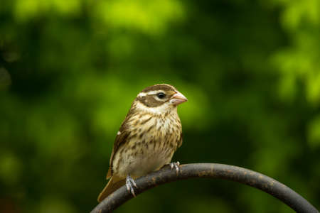 Female Rose-breasted Grosbeakの写真素材