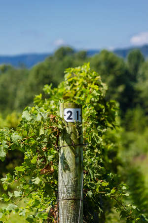 Sunny, Mountain Vineyardの写真素材