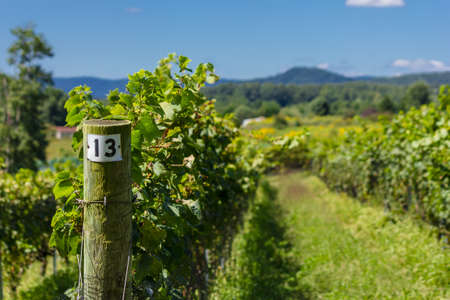 Sunny, Mountain Vineyardの写真素材