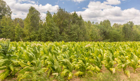 Tobacco Field in Southern Virginia.の写真素材