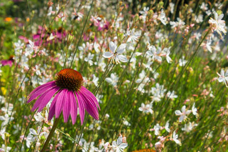 Pink and White Cone Flowersの写真素材