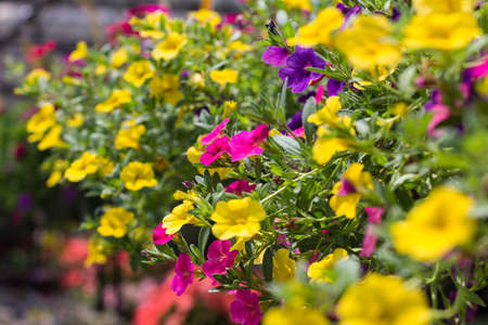 Pink, Yellow and Purple Calibrachoa (Million Bells) flowers.  Also known as Trailing Petunias.の写真素材