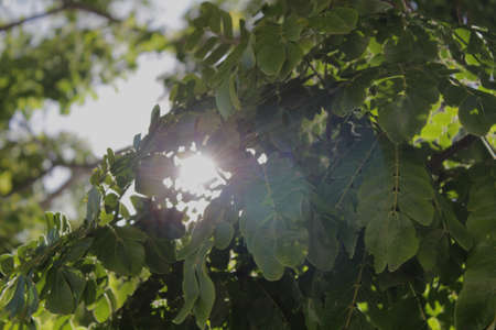 NATURAL LIGHT through trees