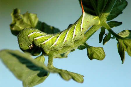 Tomato wormの写真素材