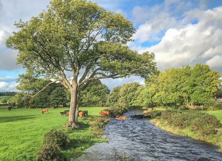 Cows crossing the river from one field to the other fieldの写真素材
