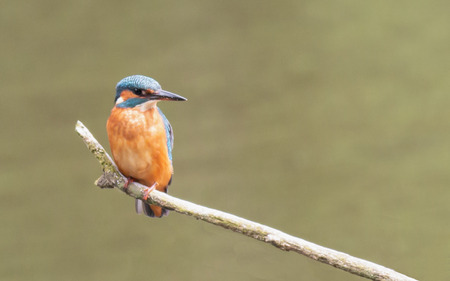 kingfisher perched on a branch waiting for a fish.の写真素材