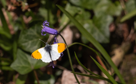 Butterfly with great colours sunning it's self on this blue bell flowerの写真素材