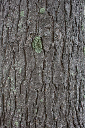 Pine Barkの写真素材