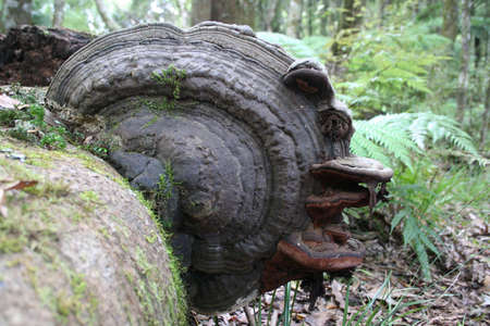 Fungus on a Fallen Tree in Te Urewera National Park