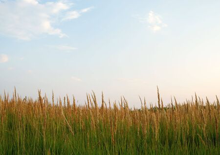 Green grass and evening skyの写真素材