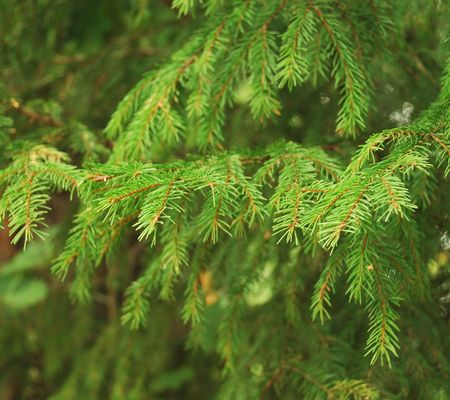 Close-up of a fir tree branchesの写真素材