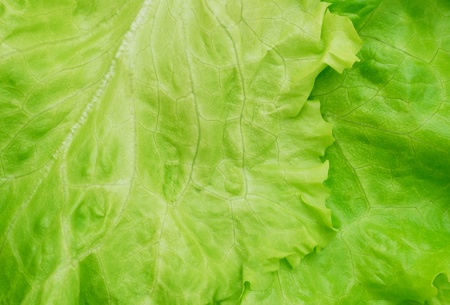 Lettuceの写真素材