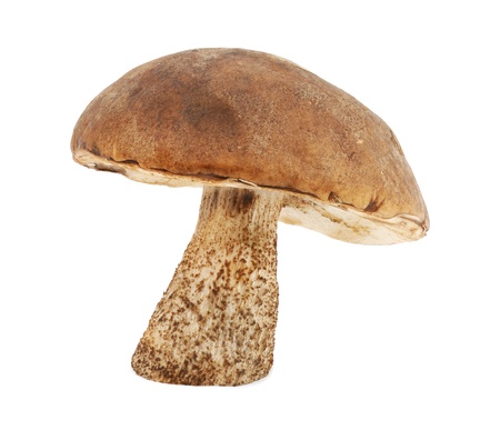 Mushroomの写真素材