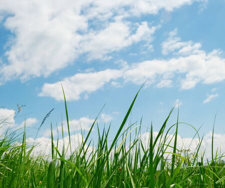 Green grass and blue sky