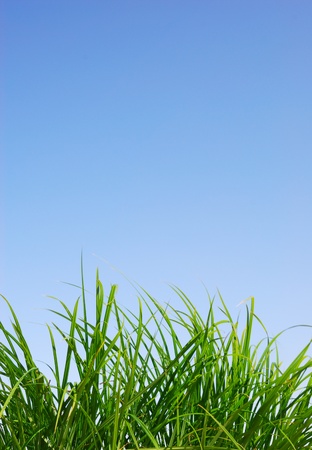 Green grass and blue skyの写真素材