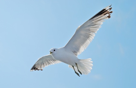 Seagull flying on a blue skyの写真素材