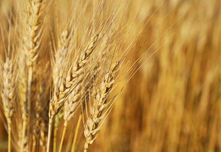 Close-up of a rye earsの写真素材