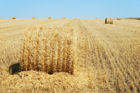 Golden hay bales in the fieldの写真素材