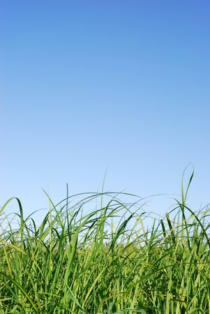 Green grass and blue skyの写真素材