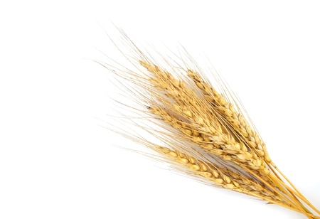 Rye ears isolated on white background の写真素材