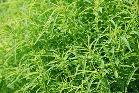 Clse-up of a green grassの写真素材