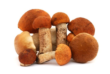 Pile of mushrooms isolated on white backgroundの写真素材