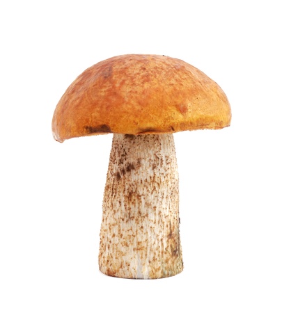 Mushroom isolated on white backgroundの写真素材
