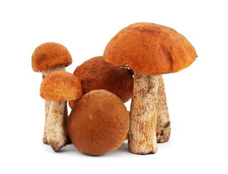 The heap of mushrooms isolated on white backgroundの写真素材