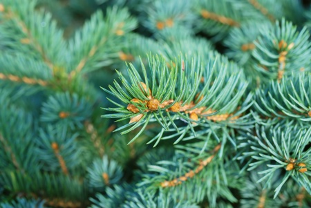Close-up of fir tree branchesの写真素材
