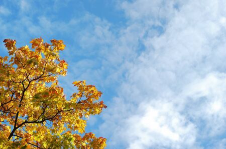 Autumn maple leaves and blue sky with cloudsの写真素材