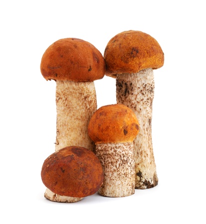 Mushrooms isolated on white backgroundの写真素材